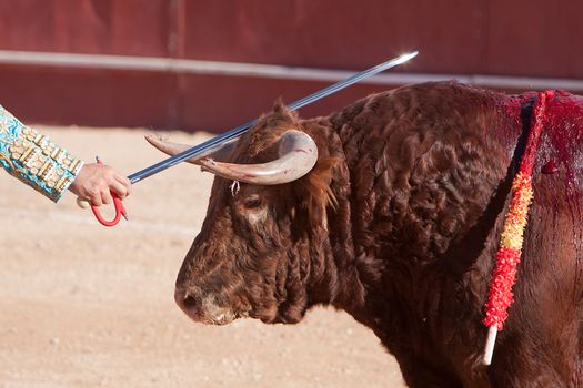 Bullfighter slides his sword over the head of the bull, Spain