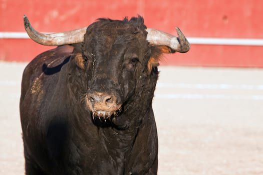 Fighting bull picture from Spain, Black bull