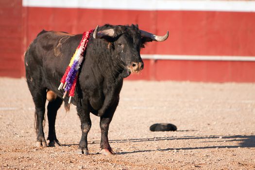 Bull black chestnut-colored hair, bullfight, Spain