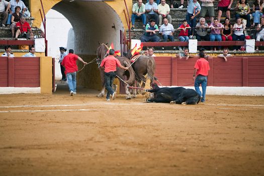The dragging of a dead bulls carcass from the ring