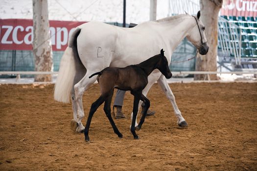Mare with a colt during equestrian event held in Andujar, Jaen province, Andalucia, Spain