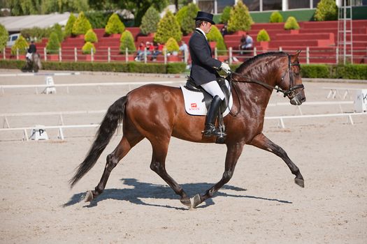 Rider competing in dressage competition classic, Estepona, Malaga Spain