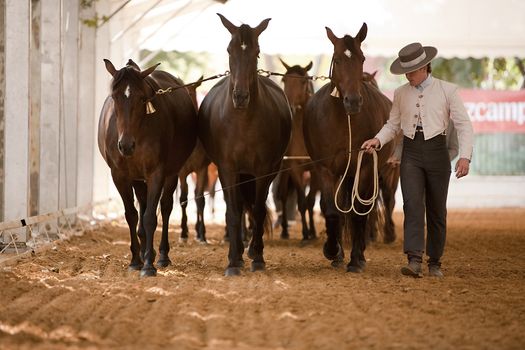 Equestrian test functionality with 3 pure Spanish horses, also called cobras 3 Mares, Spain