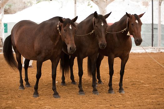 Equestrian test functionality with 3 pure Spanish horses, also called cobras 3 Mares, Spain