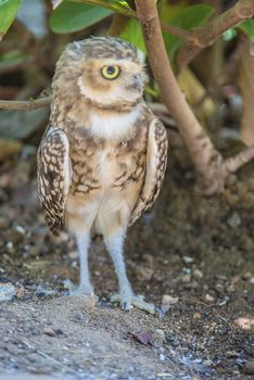 Short-eared Owl (Asio flammeus). Photo is shot July 25, 2013.