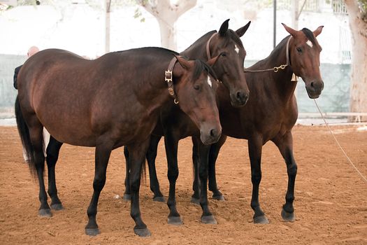 Equestrian test functionality with 3 pure Spanish horses, also called cobras 3 Mares, Spain