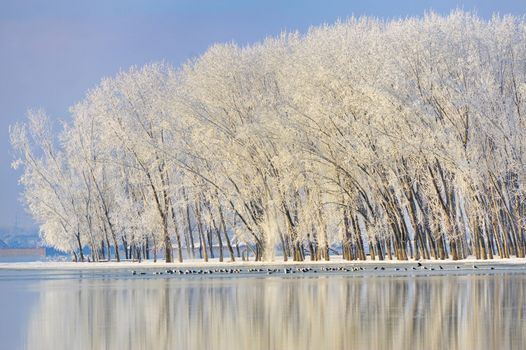 Frosty winter trees near Danube river