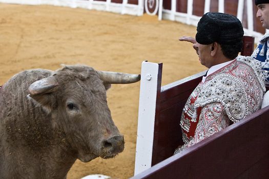 Toreadors behind the refuge before the threat of a brave bull, Spain