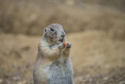 Prairie dog, (Cynomys). Photo is shot July 27, 2013.