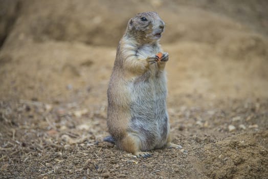 Prairie dog, (Cynomys). Photo is shot July 27, 2013.