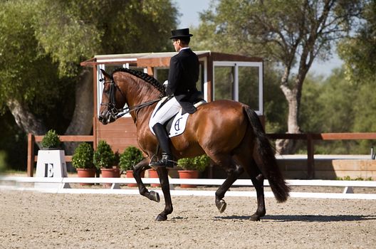 Rider competing in dressage competition classic, Montenmedio, Cadiz, Spain