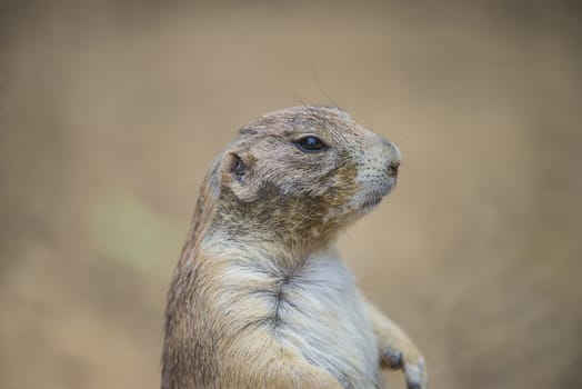 Prairie dog, (Cynomys). Photo is shot July 27, 2013.