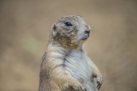 Prairie dog, (Cynomys). Photo is shot July 27, 2013.