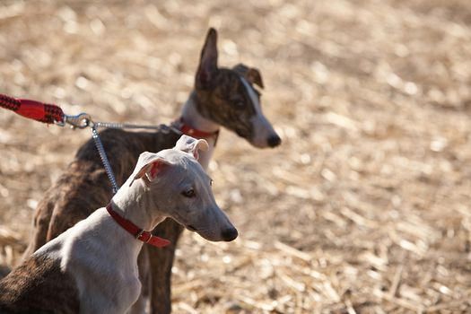 The Greyhound is a breed of dog native of Spain, so it is also known as Spanish galgo.