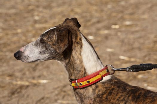 The Greyhound is a breed of dog native of Spain, so it is also known as Spanish galgo.