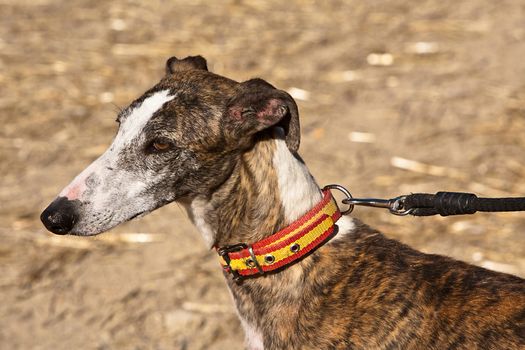 The Greyhound is a breed of dog native of Spain, so it is also known as Spanish galgo.