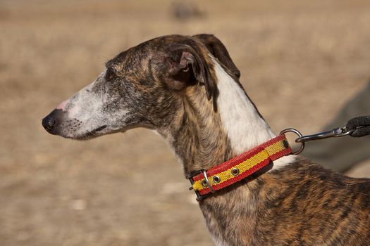 The Greyhound is a breed of dog native of Spain, so it is also known as Spanish galgo.
