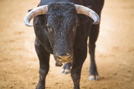 Capture of the figure of a brave bull in a bullfight, Spain