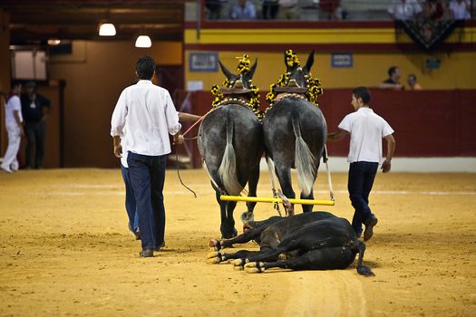 The dragging of a dead bulls carcass from the ring