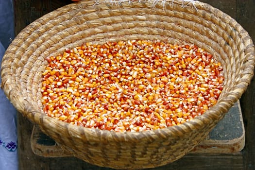 A lot of dried corn in a basket