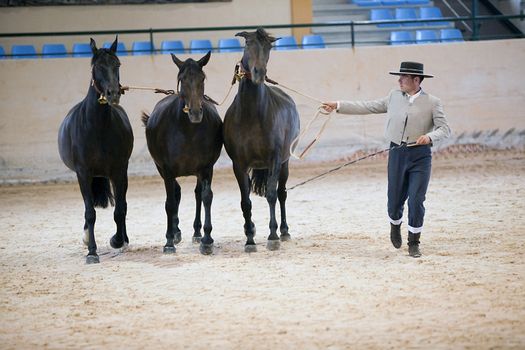 Equestrian test functionality with 3 pure Spanish horses, also called cobras 3 Mares, Spain