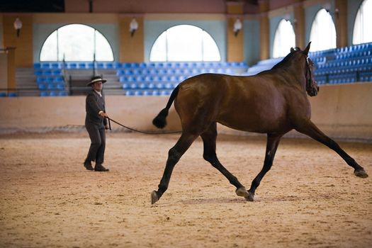 Equestrian test of morphology to pure Spanish horses, Spain