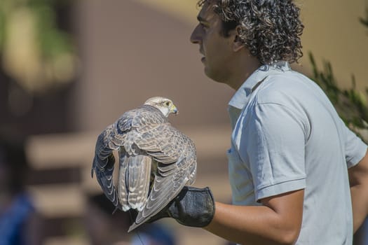 Gyrfalcon, (Falco rusticolus). Photo is shot July 25, 2013.
