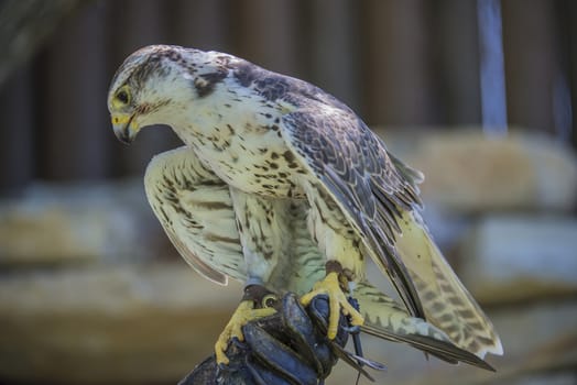 Gyrfalcon, (Falco rusticolus). Photo is shot July 25, 2013.