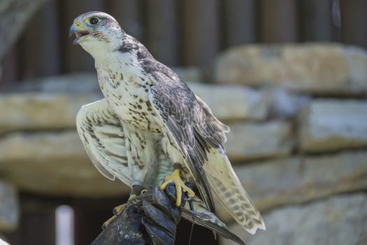 Gyrfalcon, (Falco rusticolus). Photo is shot July 25, 2013.
