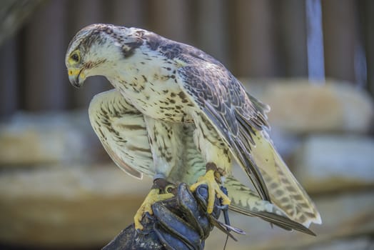 Gyrfalcon, (Falco rusticolus). Photo is shot July 25, 2013.