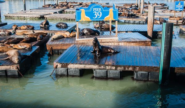 Sea lions at Pier 39, San Francisco, USA california port