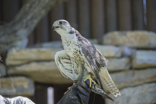 Gyrfalcon, (Falco rusticolus). Photo is shot July 25, 2013.