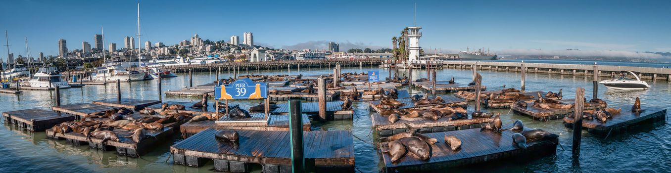 Panorama Sea lions at Pier 39, San Francisco, USA california 2013 panoramic view