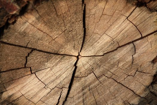 Full screen high resolution shot of wood. Good for a texture or a background