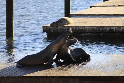 This is PIER 39 and the sea lions in San Francisco.