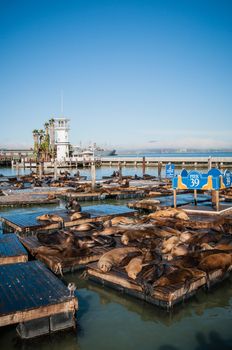 Sea lions at Pier 39, San Francisco, USA california on fishermans wharf