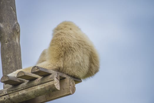 Gibbon, (hylobatidae). Photo is shot July 27, 2013.