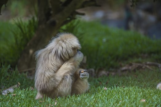 Gibbon, (hylobatidae). Photo is shot July 27, 2013.