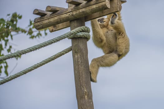 Gibbon, (hylobatidae). Photo is shot July 27, 2013.