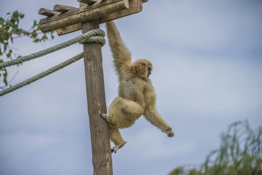 Gibbon, (hylobatidae). Photo is shot July 27, 2013.
