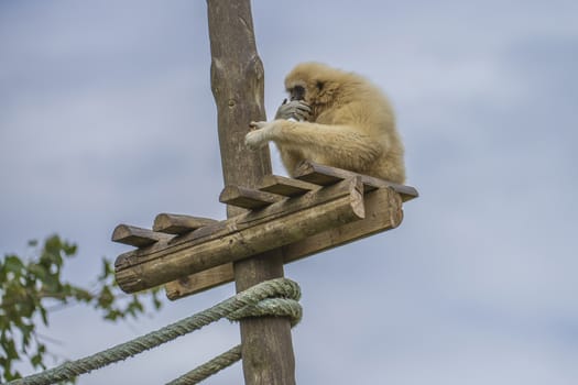 Gibbon, (hylobatidae). Photo is shot July 27, 2013.