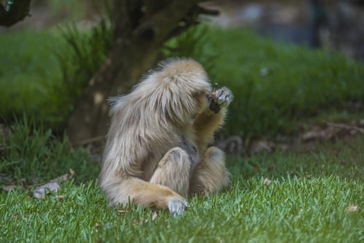 Gibbon, (hylobatidae). Photo is shot July 27, 2013.
