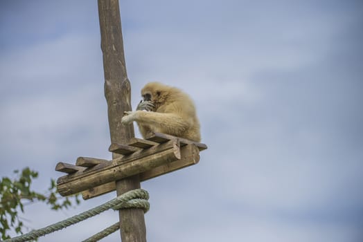 Gibbon, (hylobatidae). Photo is shot July 27, 2013.