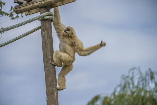 Gibbon, (hylobatidae). Photo is shot July 27, 2013.