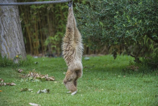 Gibbon, (hylobatidae). Photo is shot July 27, 2013.