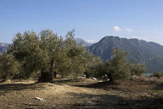 Ecological cultivation of olive trees in the province of Jaen, Spain