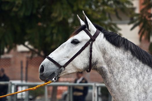 Equestrian test of morphology to pure Spanish horses, Spain