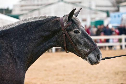 Equestrian test of morphology to pure Spanish horses, Spain