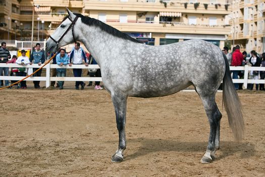 Equestrian test of morphology to pure Spanish horses, Spain