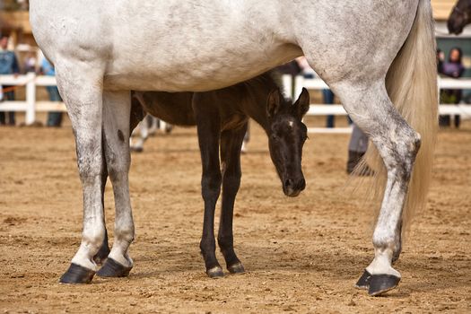 Mother horse and nursing baby